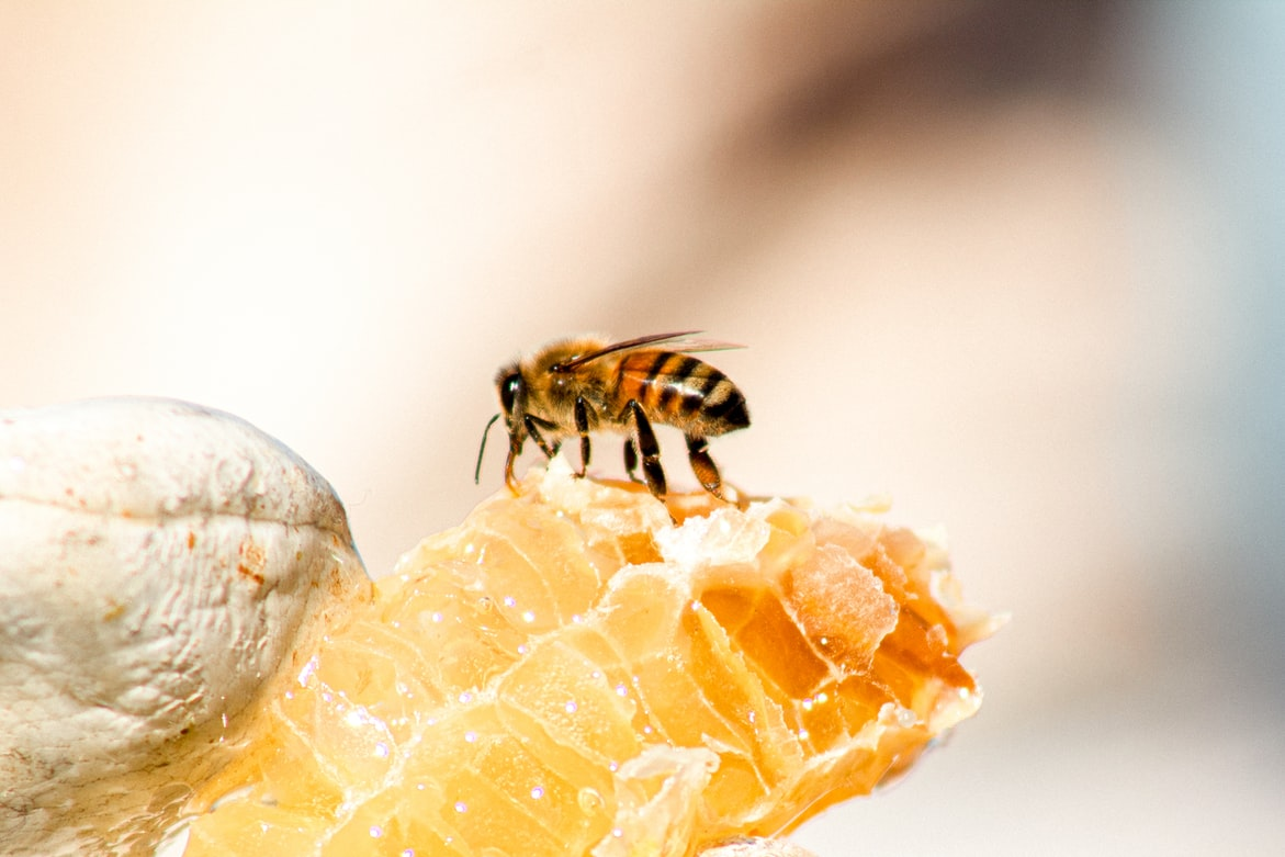 bee making honey