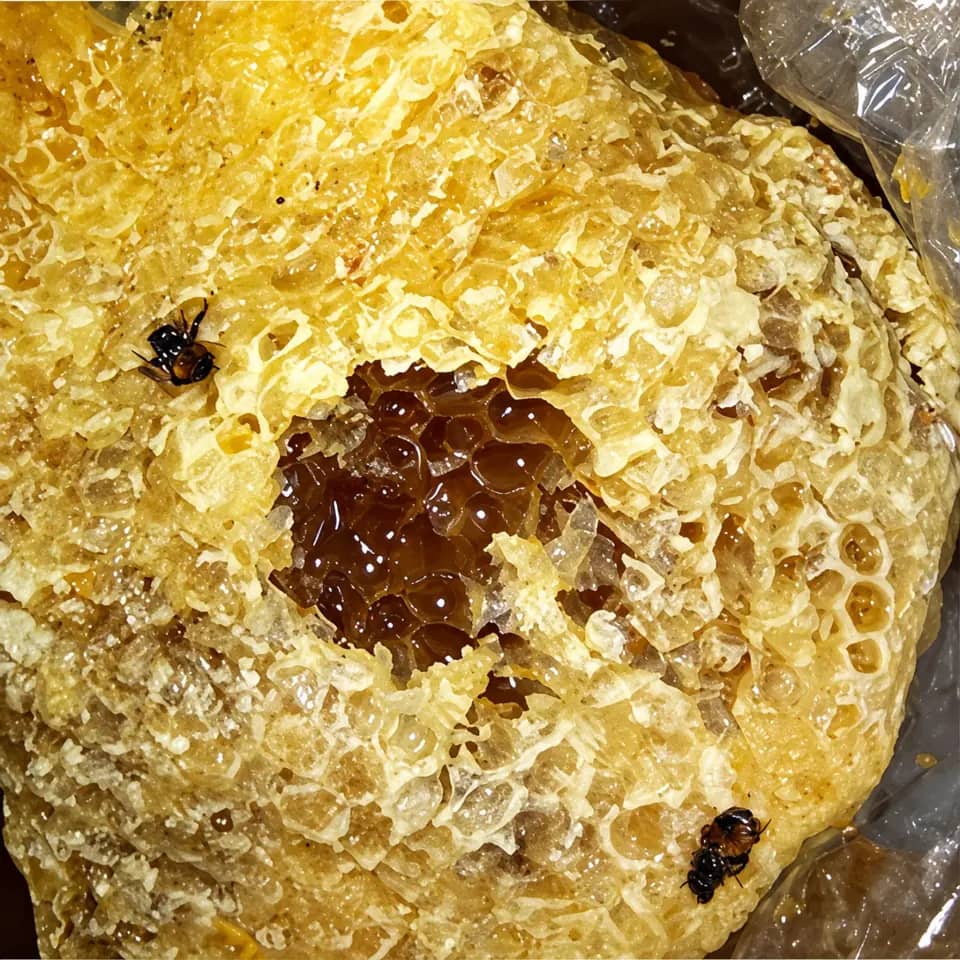 雨林中的野生蜂蜜