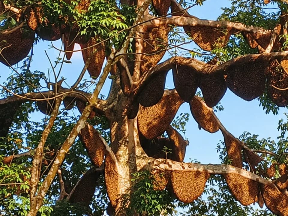 Wild honeycomb colonies hanging beneath tree branches